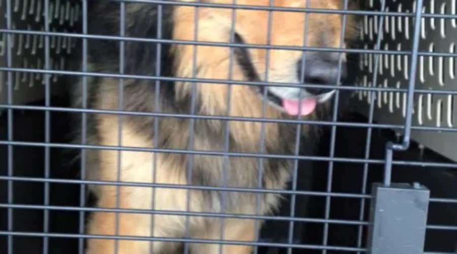 Provincial Funding For The SPCA Cut