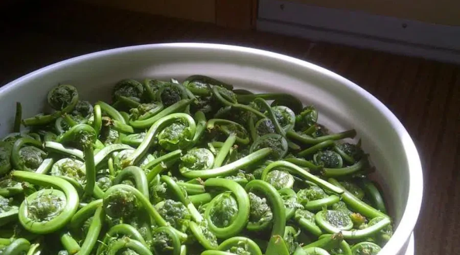 Wash And Cook Fiddleheads Properly To Avoid Food Poisoning