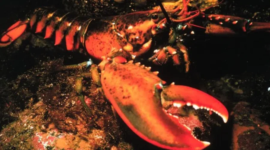 Lobster Harvesting Size Increasing In Northumberland Strait