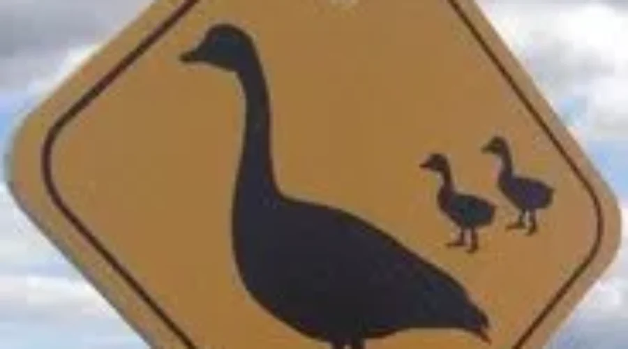 Geese Crossing Signs In Dieppe Traffic Circle Are Taken Down