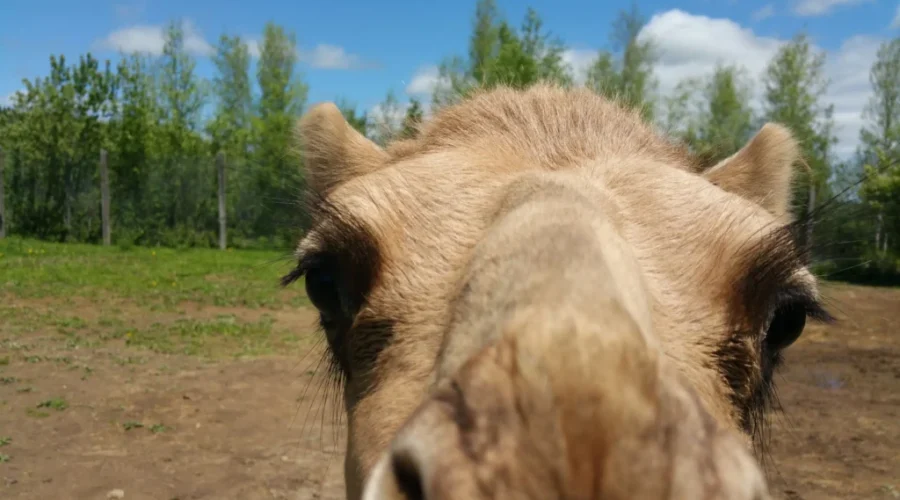 Four New Animals Added To Magnetic Hill Zoo; Serval Cats And Dromedary Camels