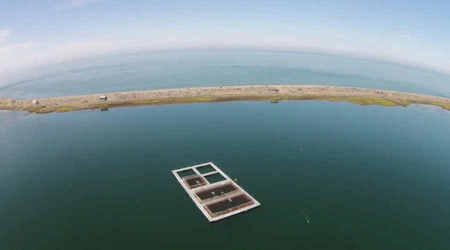 Minister Of Aquaculture Praising NB Designation Of Salmon Conservation Site