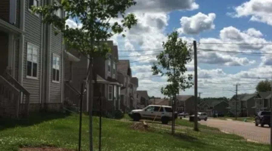 City Of Dieppe Plants 82 Trees In Successful Fourth Year