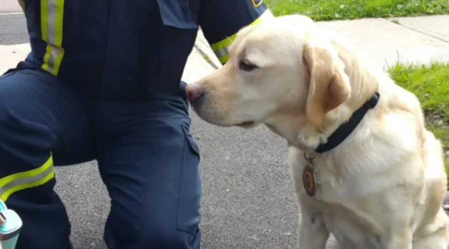 Moncton Fire Department Investigators Partner With Labrador Retriever To Determine Causes