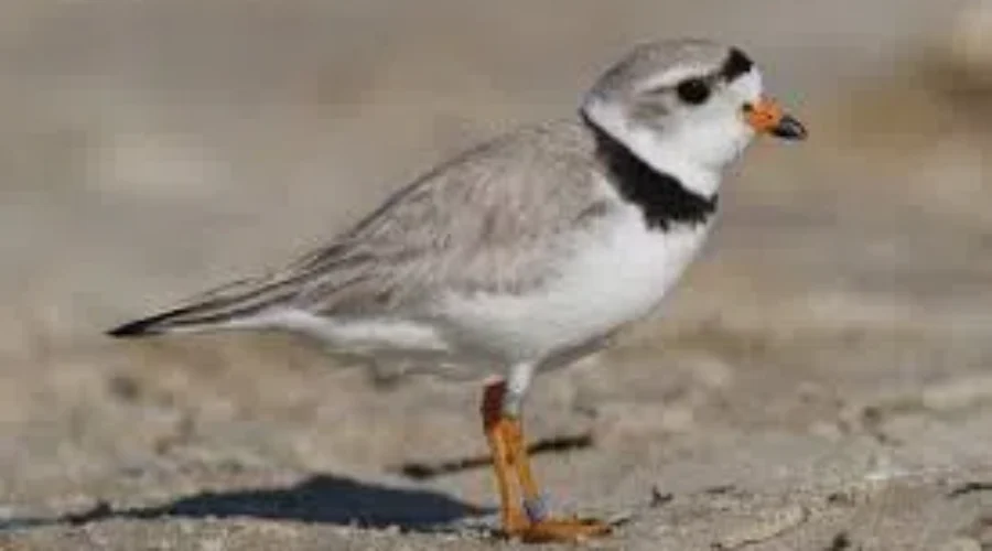 Two Birds On Watch List In New Brunswick