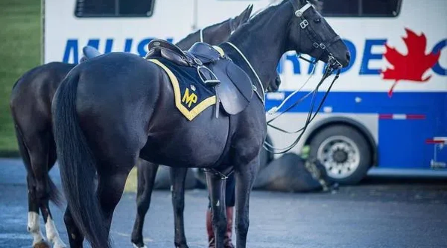 Children Encouraged To Enter RCMP “Name The Foal” Contest