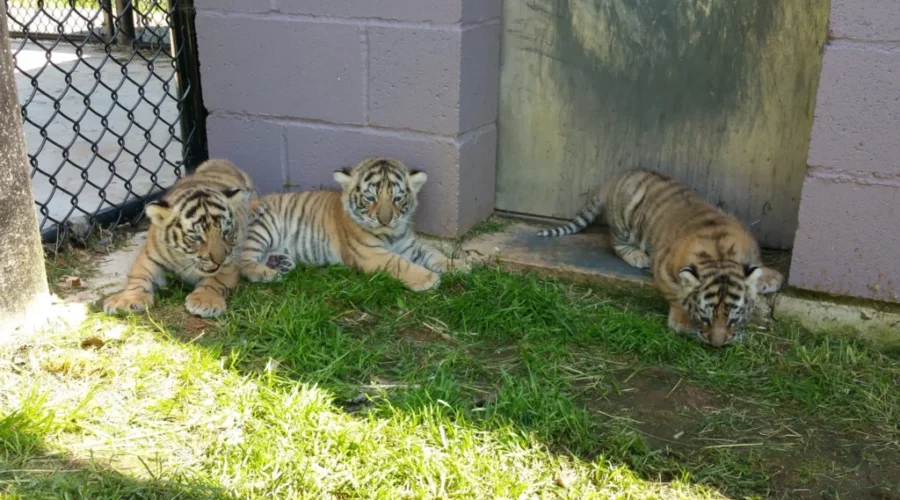 Three Amur Tiger Cubs Are Stealing Hearts At The Magnetic Hill Zoo