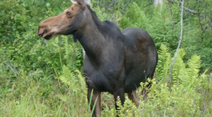 Results Of New Brunswick Moose Draw Now Available