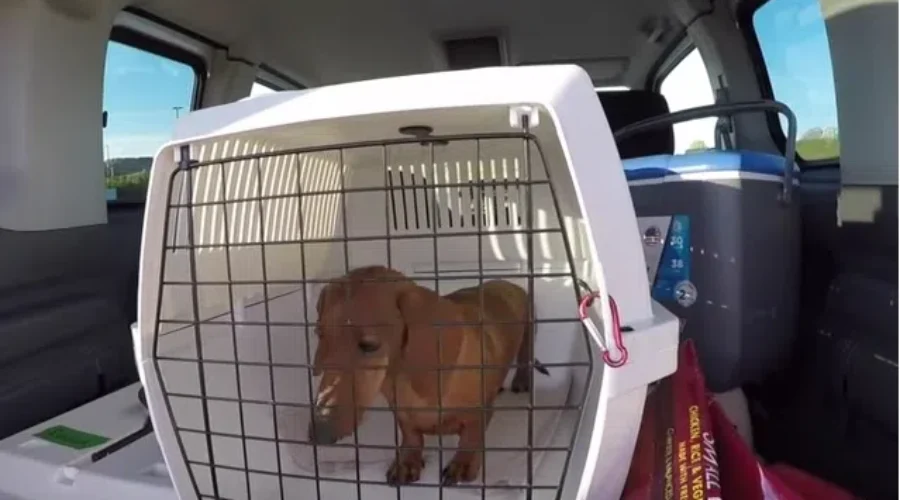 Dachshunds Rescued From New Brunswick Home