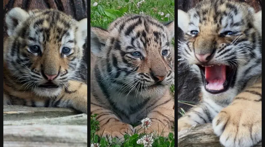 Amur Tiger Cubs Leaving Magnetic Hill Zoo