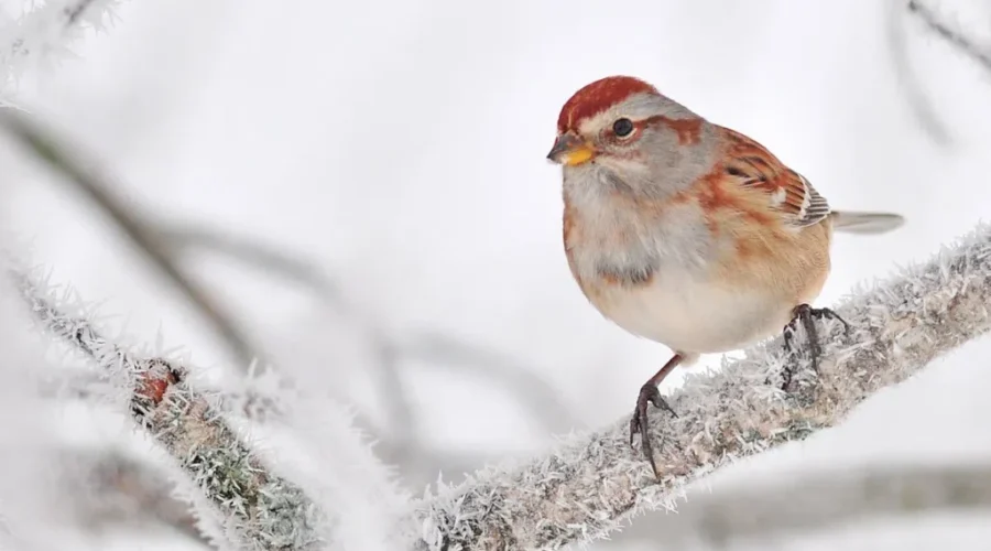 Annual Christmas Bird Count Rescheduled