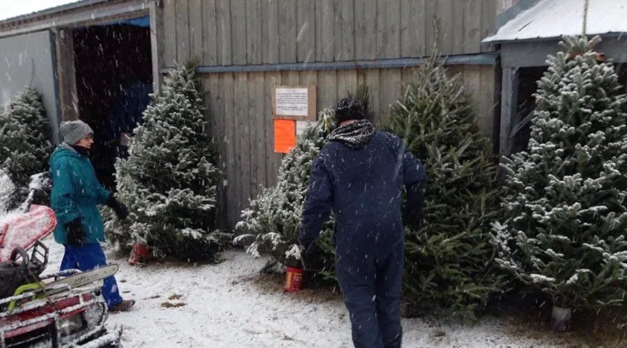 New Brunswickers Urged To Buy Real, Local Christmas Trees