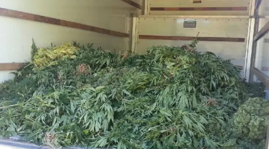 Organigram Issues Voluntary Recall Of Certain Lots Of Pot