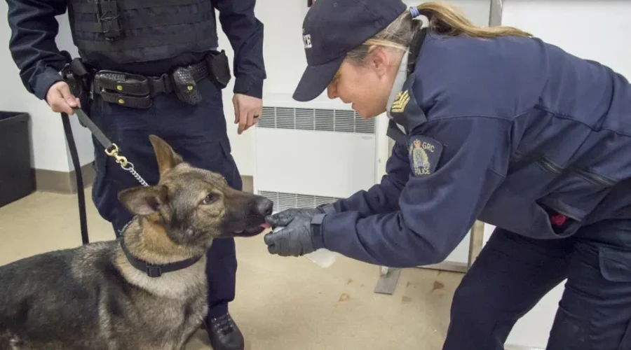 RCMP Training Narcotics Dogs To Detect Fentanyl