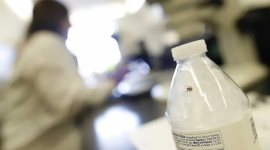 Mount Allison Researchers Working To Get Answers About Lyme Disease