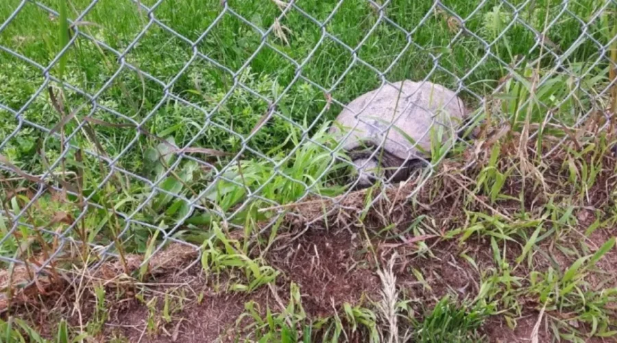 Atlantic Wildlife Institute Says Turtle Species Need To Be Protected In NB