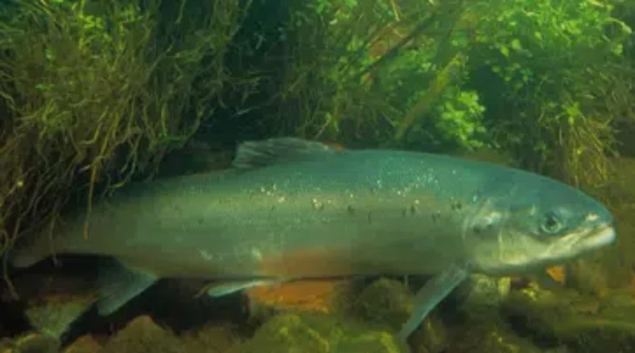 Atlantic Salmon Escape Into Pacific From Farm Owned By NB Company