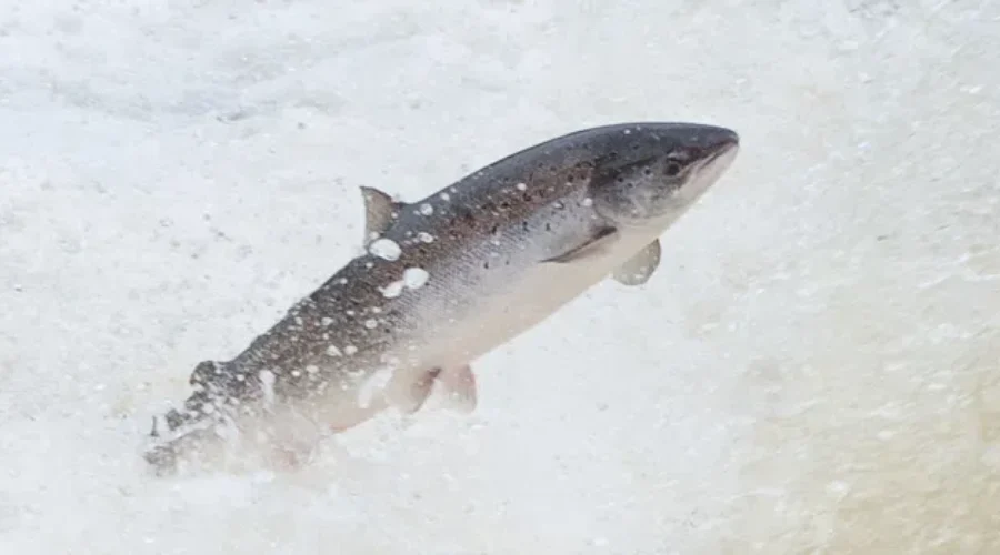 Anglers Can Apply Now to Fish in Regular Crown Reserve Waters