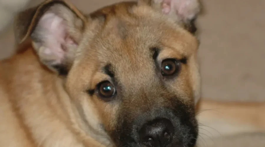 Maritime Disaster Animal Response Team In Need Of Volunteers