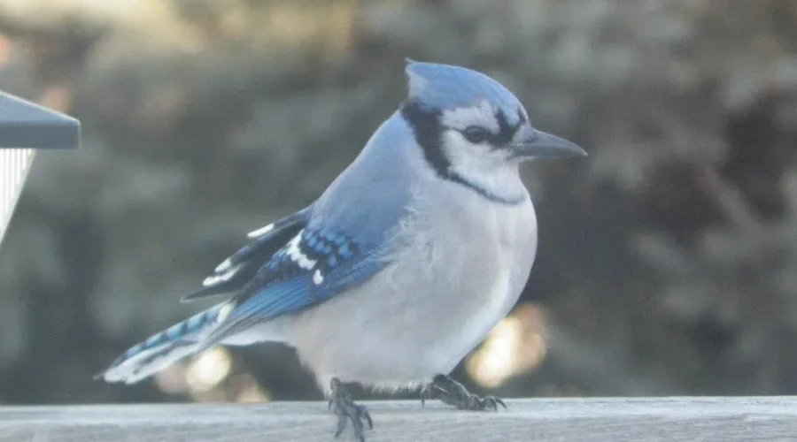 Birdwatchers Taking Stock This Weekend