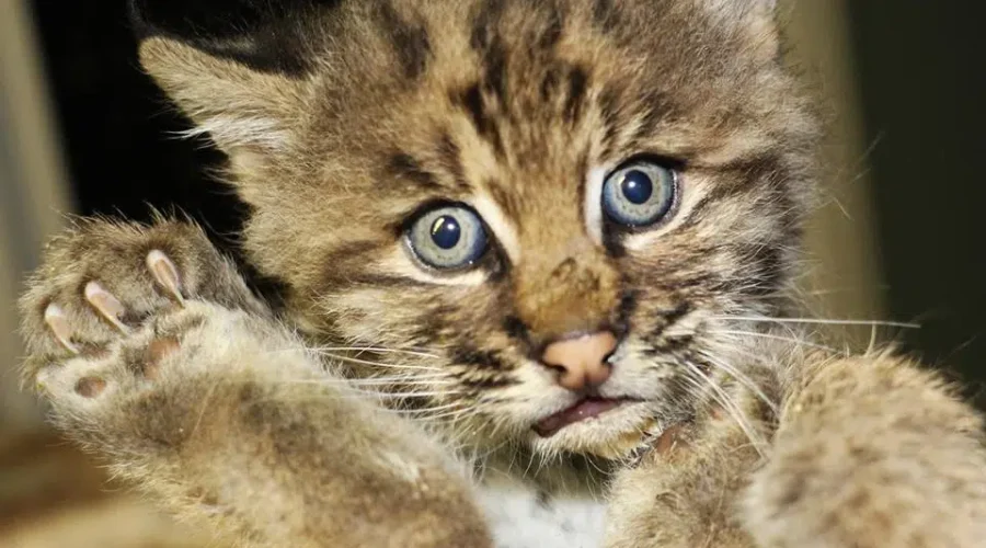 Atlantic Wildlife Institute Gearing Up For “Baby Season”