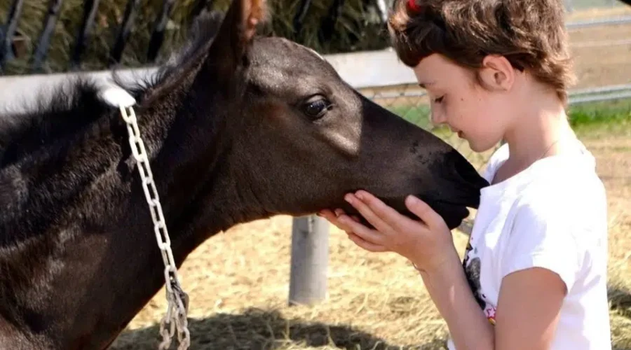 Children Invited To Name New RCMP Foals