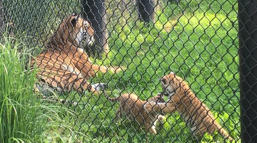 Zoo Visitors Get First Glimpse Of Amur Tiger Cubs