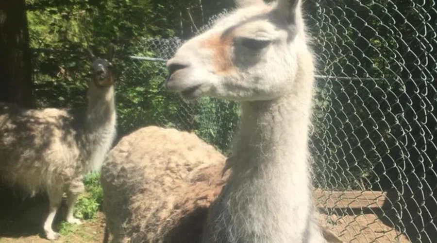 Zoo Remembers Cuzco The Llama