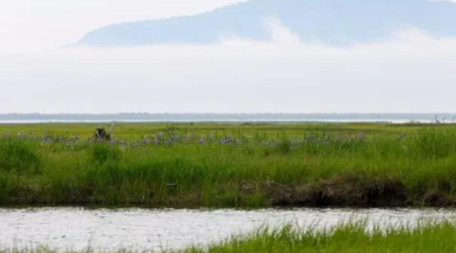 Nature Advocacy Group Wanted To Hear More About Environment In Throne Speech