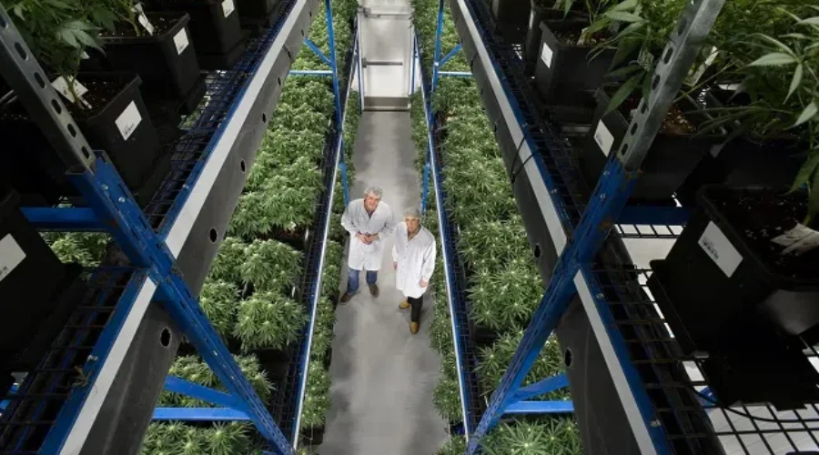 Cannabis Legalization Means More Expansion For Organigram