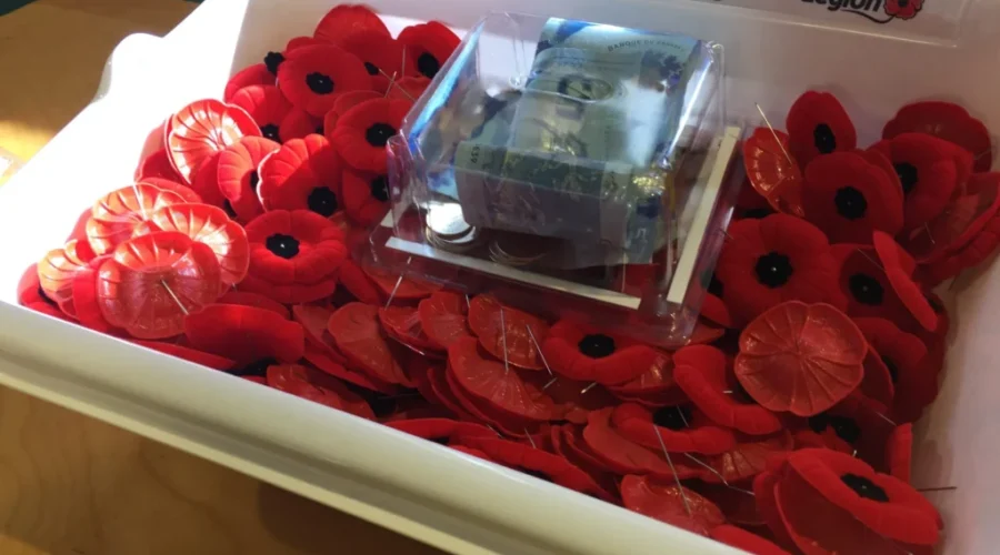 Poppies Appear As November Gets Closer