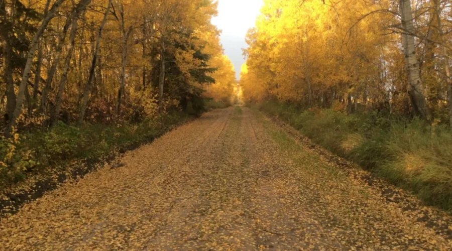 Citing Bugs And Weather, Some Canadians Prefer The Great Indoors