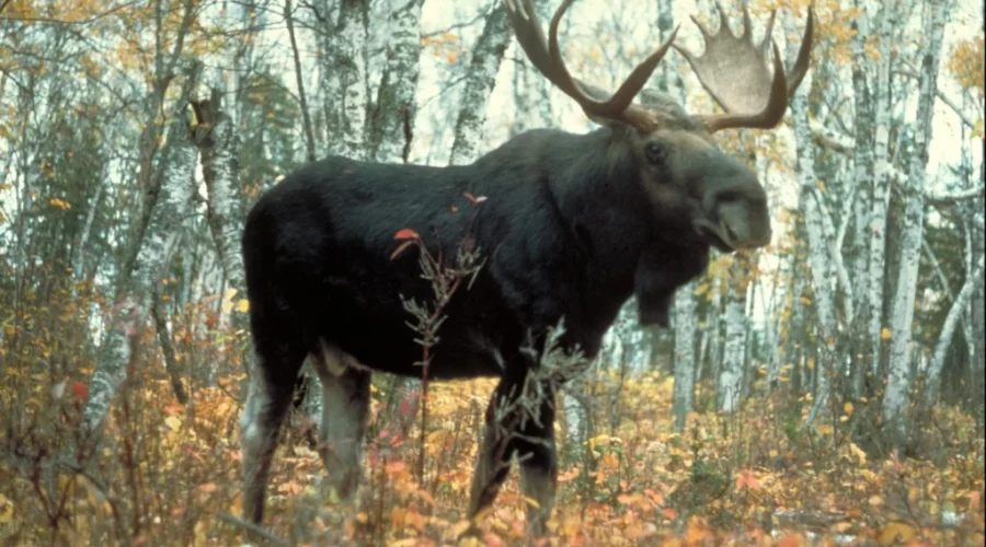 Fewer Moose Bagged In 2018