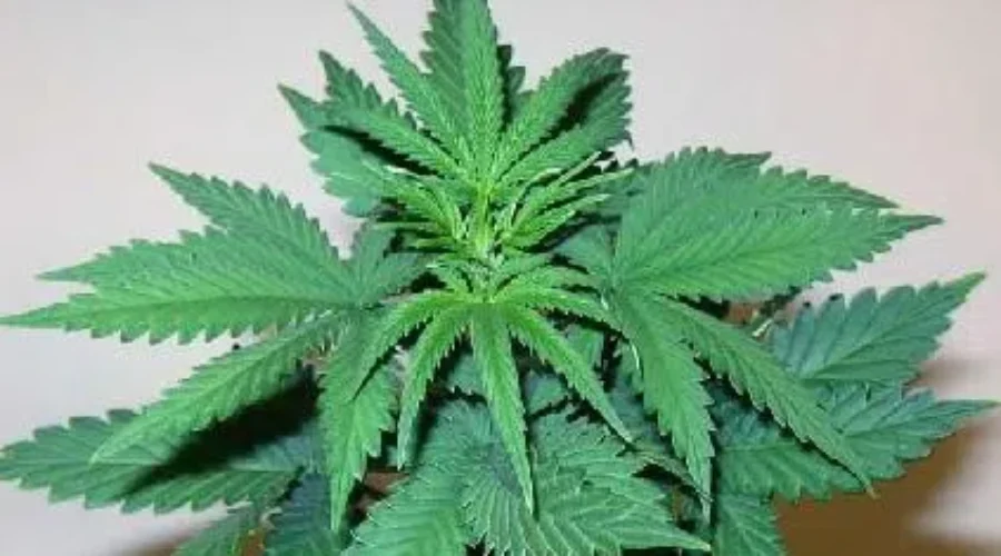 NBers Worried About More Drug-Impaired Driving