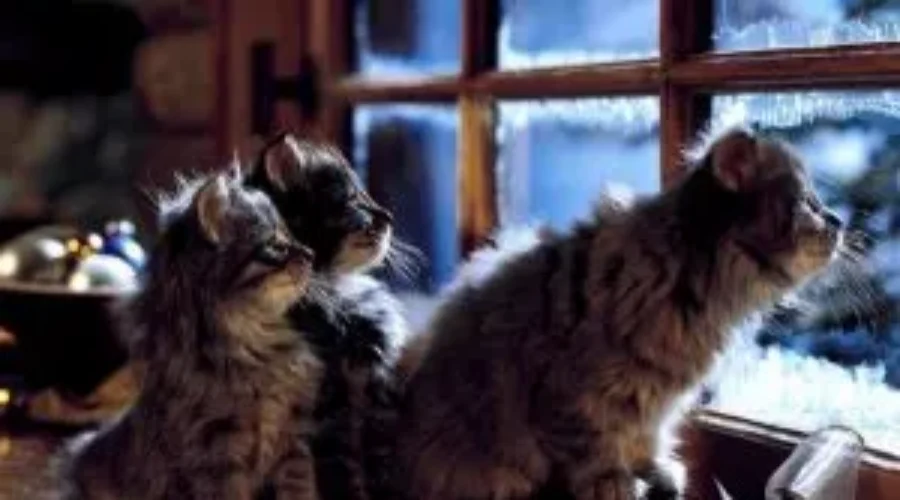 The weather outside is frightful …