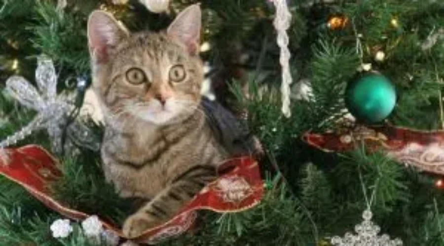 The Puuurfect Christmas Tree For Your Pets on the Naughty List