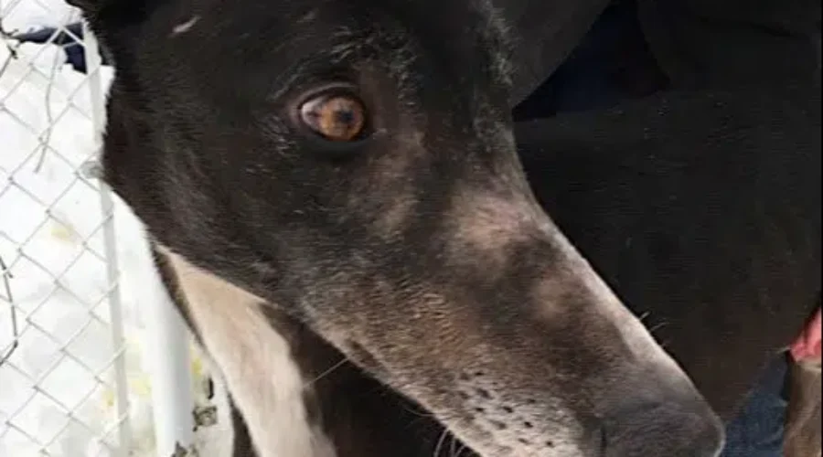 MGAP Says With Greyhound Racetrack Closures, Thousands Of Dogs Will Need Homes