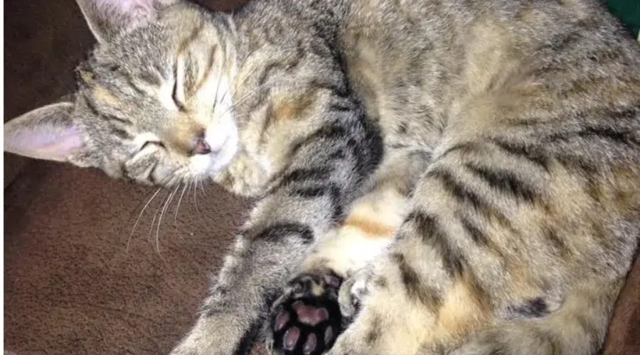 New Pet Licensing Program Introduced In Riverview