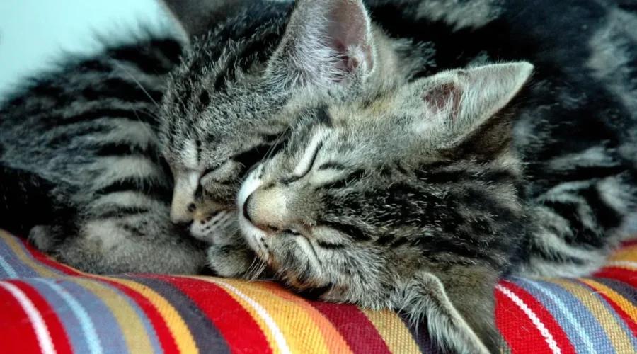 Greater Moncton SPCA Goes Without Power For Almost 24 Hours