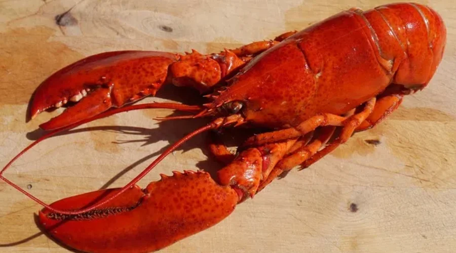 Lobster Season Begins Today In The Bay Of Fundy