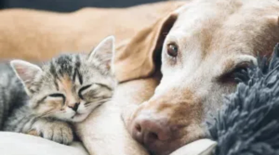 Help the SPCA on Giving Tuesday!