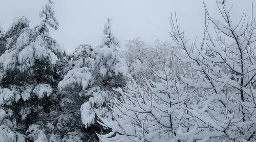 Snow In The Forecast To Bring In 2019