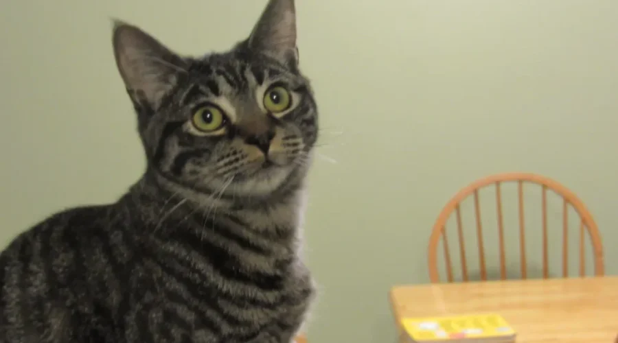 Gift Wrapping To Benefit SPCA