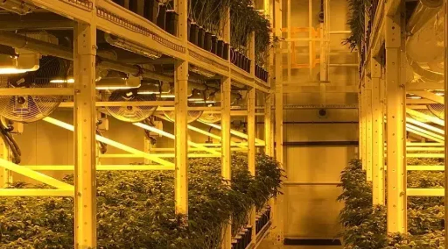 Cannabis Producers Getting Better Sense Of What Consumers Want