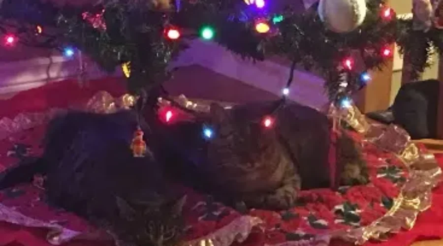 Plan First Before Adopting A Pet For Christmas