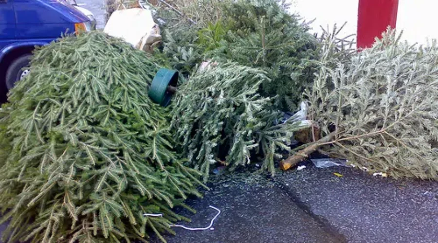 Recycle Your Christmas Tree At Home