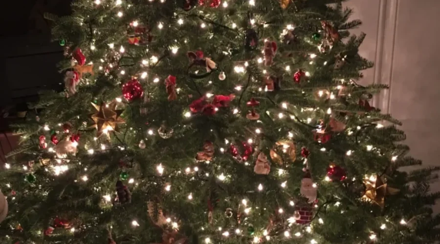 Where and How To Dispose Of Christmas Trees