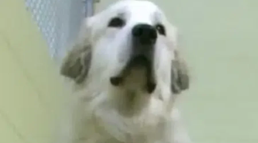 Roaming Dog Recuperating After Almost A Month On The Loose