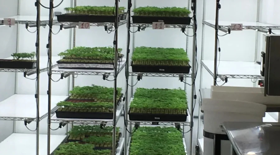 Organigram Begins Research On Edible Products