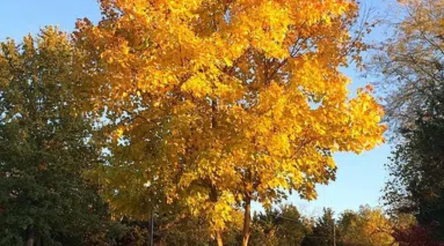 Seventh Annual Tree Planting Program Underway